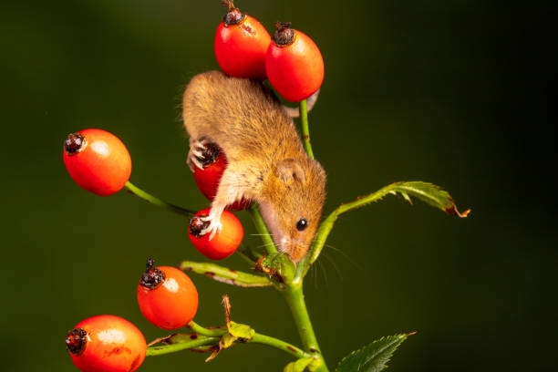 istock Brown harvest mouse on rosehip branch 1460999818