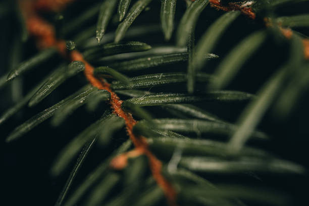 A macro shot of the pine tree spines detail.