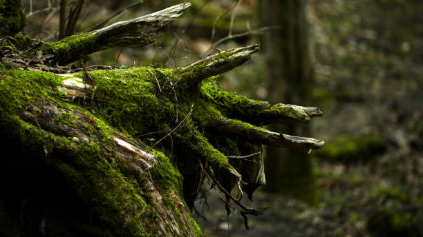 istock Closeup of broken tree branches with moss in a forest 1461000175
