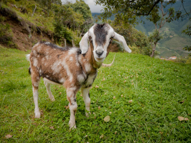 istock Cute little goat grazing in the meadow 1461000773