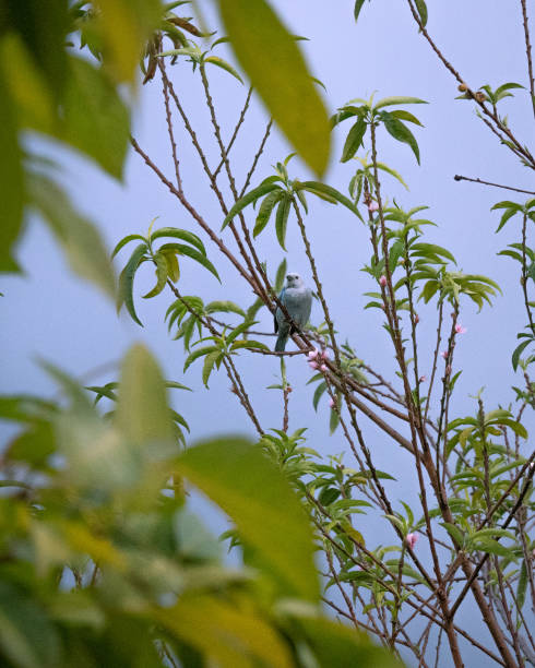 istock Blue-gray tanager perched on the plant twigs 1461000782