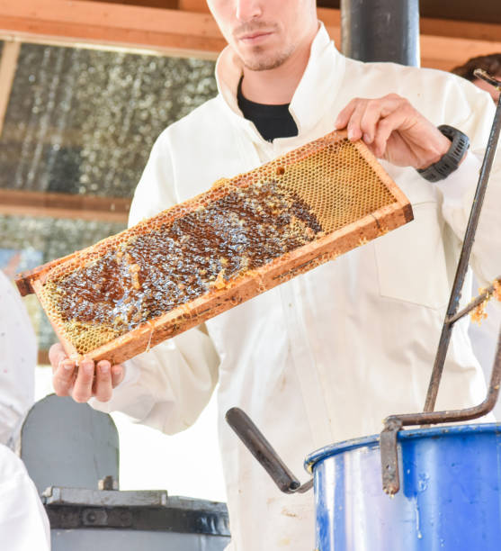istock Young beekeeper showing a honeycomb fresh from a hive with virgin honey. 1461000844