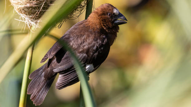 istock Selective focus of a thick-billed weaver perched on a tree branch 1461000942