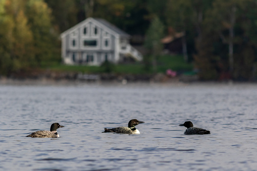 The common loons swimming in the lake. Moosehead Lake, Maine, United States.