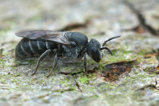 istock Closeup on the common black cuckoo bee , Stelils breviuscula 1461001211