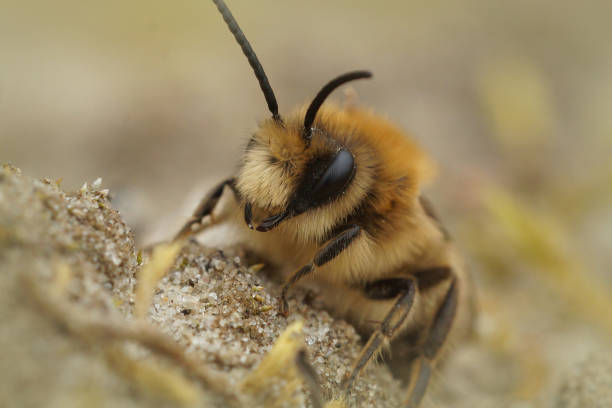 Frontal closeup of a male spring mining bee,  Colletes cunicularius crawling on the sand