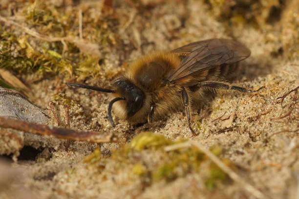 istock A male spring mining bee, Colletes cunicularius, searching 1461001227
