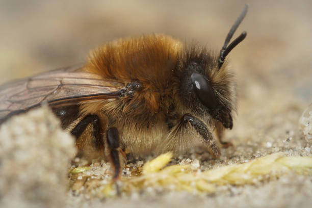 istock Closeup of a female early mining bee , Colletes cunicularius 1461001228
