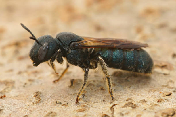 istock Closeup on the Great Small Carpenter bee, Ceratina chalcites havi 1461001305