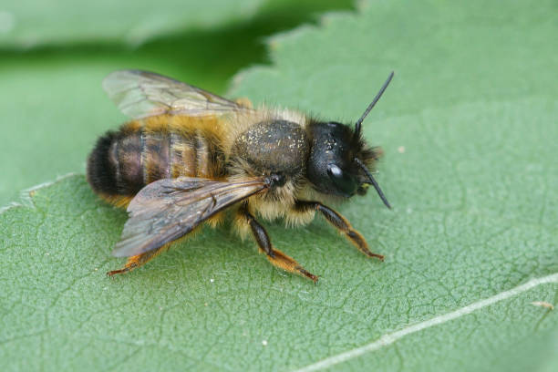 a female horned mason bee, osmia bicornis resting on a green leaf - bicornis imagens e fotografias de stock