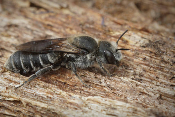 istock Lateral close up of the Viper's Bugloss Mason Bee , Hoplitis adunca 1461001920