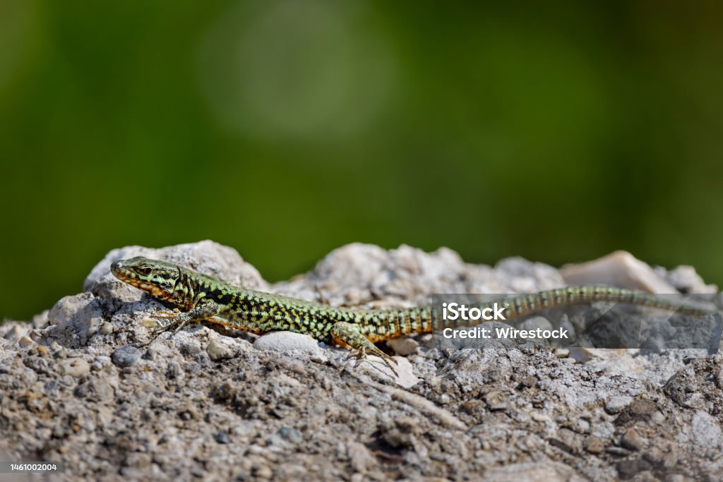 Lizard Sunbatching Selective Of A Lizard Sunbathing On A Rock Stock Photo - Download Image ...
