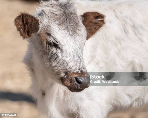 The Portrait Of A White And Brown Calf Yearling Stock Photo - Download Image Now - Animal, Animal Whisker, Animal Wildlife