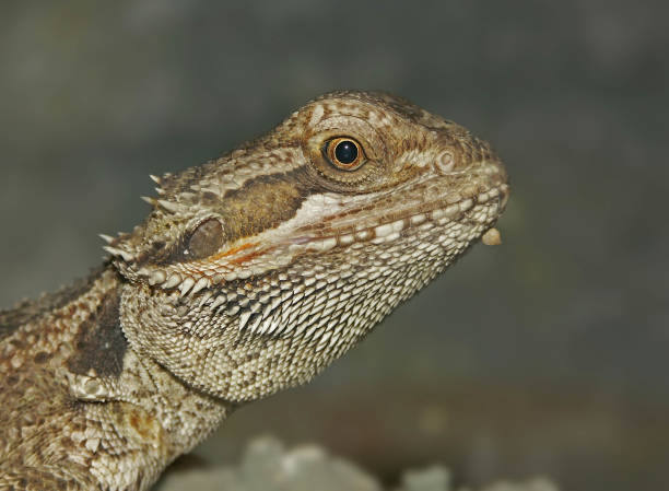 istock The central bearded dragon, Pogona vitticeps 1461002667