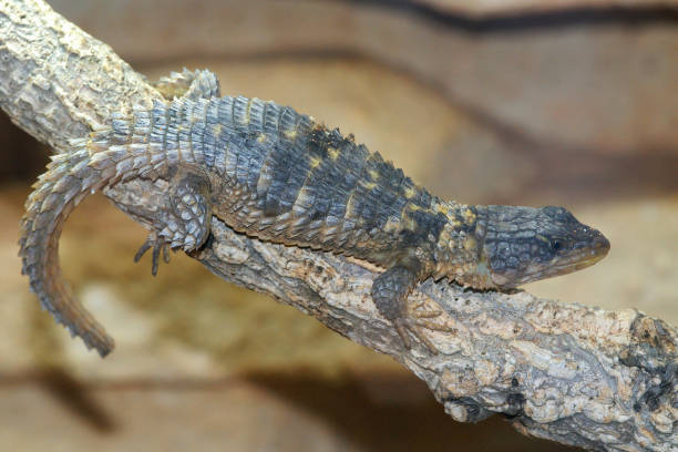 istock Closeup on the Rhodesian or Zimbabwean girdled lizard ,  Cordylus rhodesianus 1461002671