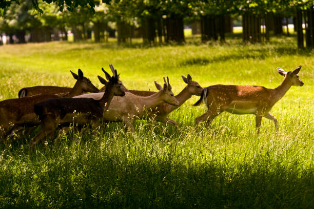 group of baby deer in richmond park, uk - richmond park imagens e fotografias de stock