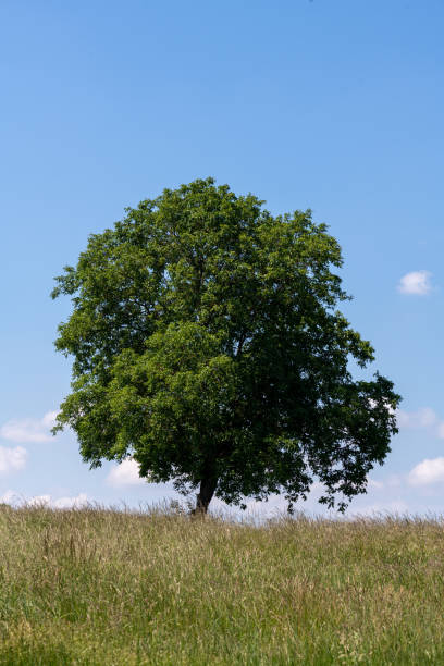 istock Vertical shot of a lone tree in the field against a cloudy sky 1461002735
