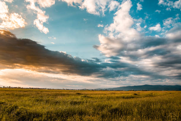 istock Plain wheat landscape field in Transylvania, Romania during summer 1461004663