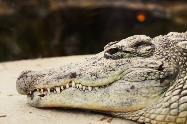 istock Closeup shot of a crocodile 1461004863