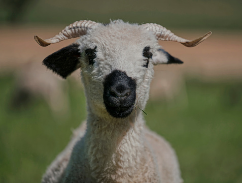 Sheep statues character happy isolated on white background with clipping path.