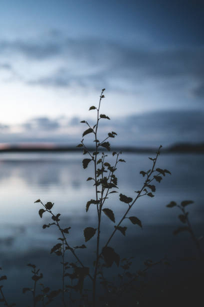Sunset with reflection on a Swedish lake in Smalland with bushes in the foreground on the shore. Romantic evening atmosphere. Landscape shot from Scandinavia in nature
