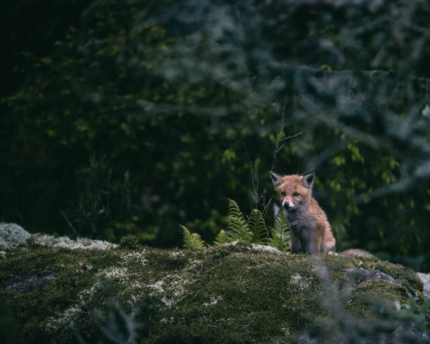 istock Shallow focus of a fox in the forest 1461005056