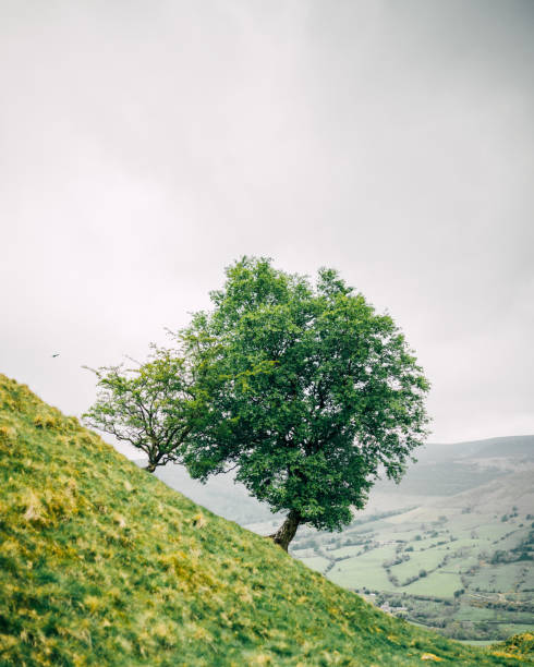 istock Vertical shot of a tree on a green hill during daylight 1461005163