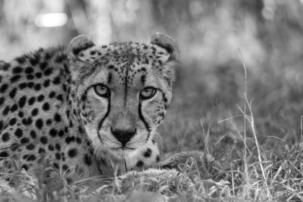 istock Grayscale closeup of a cheetah lying down outdoors, looking at the camera 1461005870