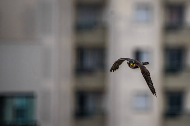 istock Shallow focus of a bird flying with a blurred background 1461006162
