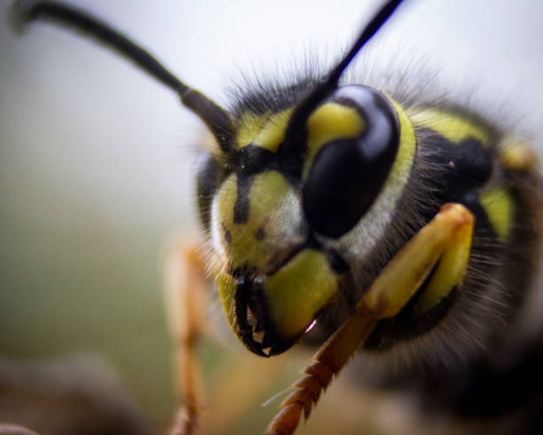 istock Horizontal macro  photograph  of a wasp in a nest 1461006315