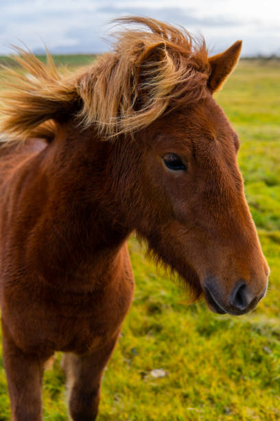 istock Vertical shot of an Icelandic horse 1461006576