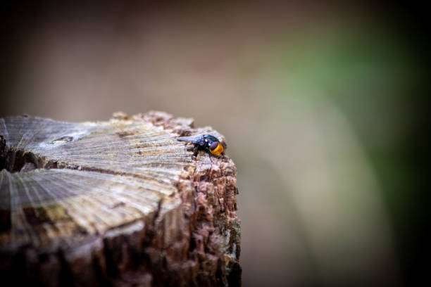 A macro shot of an insect on a tree stump outdoors during daylight