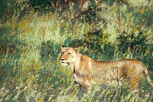 A female lion on grasses in the wild