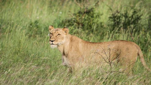 istock Emale lion on grasses in the wild 1461006742