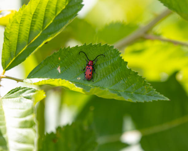 istock Macro shot of a little red bug on the surface of a green leaf 1461006777