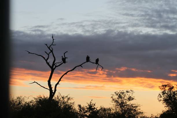 istock Silhouette of birds perching on a dead tree against a beautiful sunset 1461006810