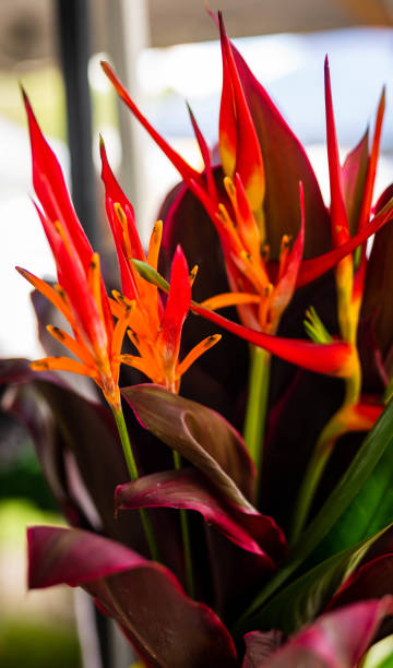 istock Vertical shot of a growing guzmania 1461007139