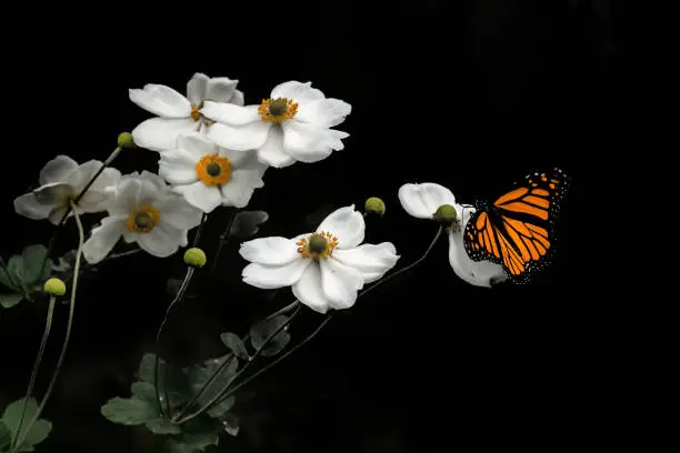 Photo of A monarch butterfly on a white Japanese anemone flower at the Morris Arboretum in Pennsylvania
