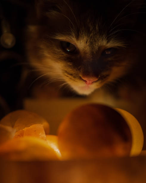 istock Vertical shot of a cat under lights - great for wallpaper 1461007242