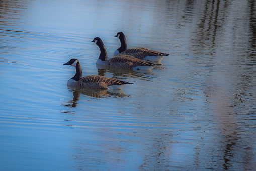 A beautiful shot of three cute ducks swimming in the lake, water reflection, daylight