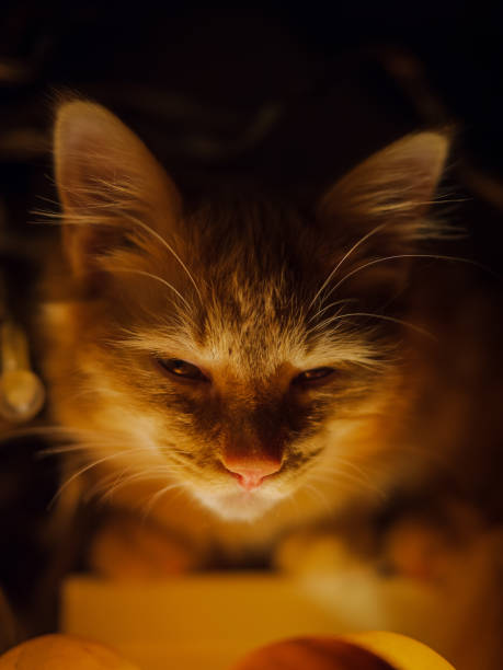istock Vertical shot of a cat under lights - great for wallpaper 1461007399