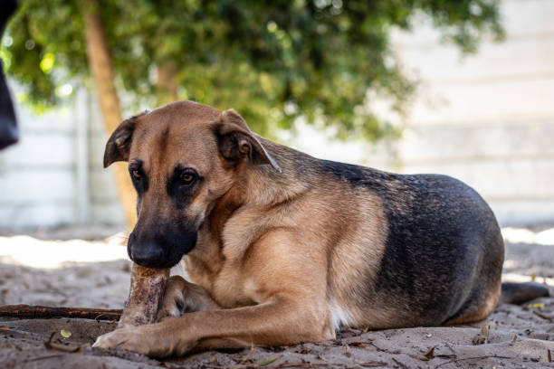 istock German Shepherd dog lying on the sand and chewing a bone 1461007702