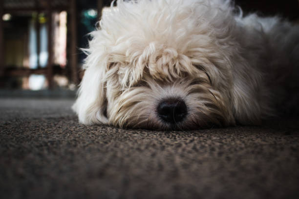 istock Closeup shot of a cute white dog sleeping 1461007764