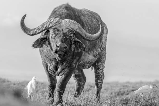 The African cape buffalo standing in the field