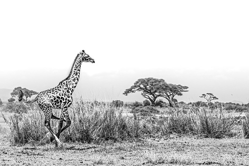 A view of the giraffe running in the national park
