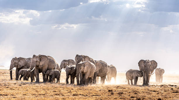 istock Herd of elephants walking through the grass 1461007918