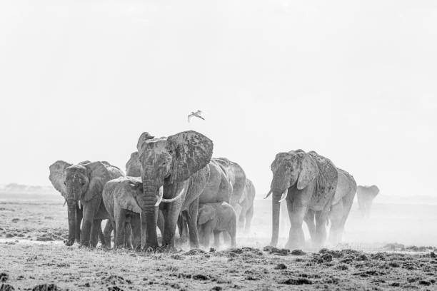 istock Herd of elephants walking through the grass 1461007920