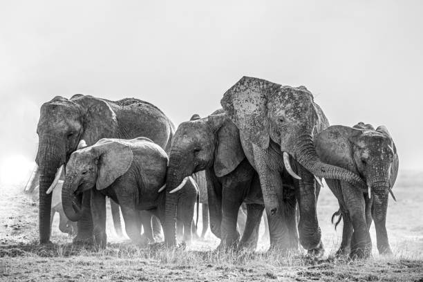 istock Herd of elephants walking through the grass 1461007922