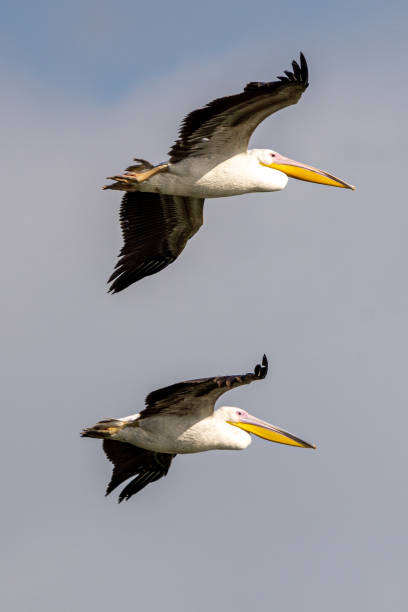 istock White pelicans flying in the cloudy sky 1461007960