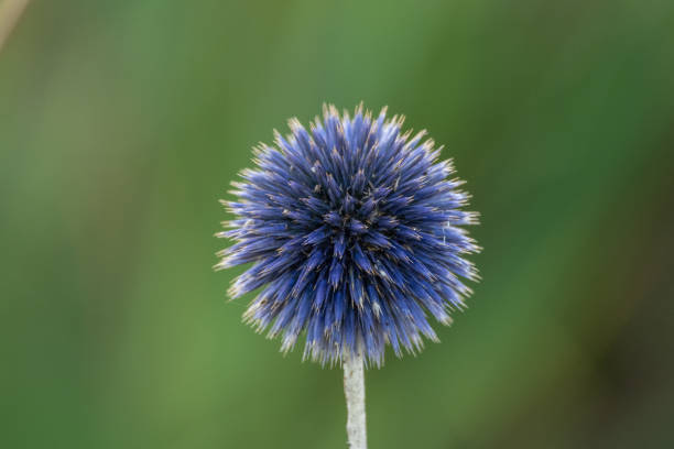 istock Shallow focus of a purple bastard burdock with blurry background 1461008032